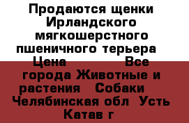 Продаются щенки Ирландского мягкошерстного пшеничного терьера › Цена ­ 30 000 - Все города Животные и растения » Собаки   . Челябинская обл.,Усть-Катав г.